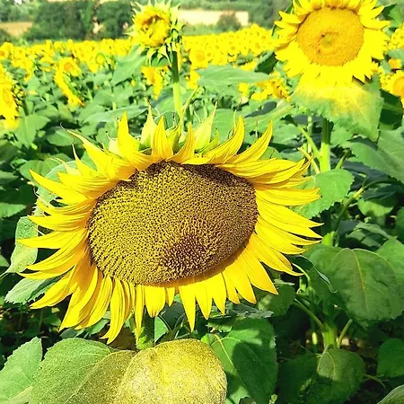 Fontebella فندق مبيت وإفطار مونتيهمارثيانو