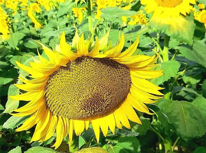 Fontebella Bed & Breakfast Montemarciano